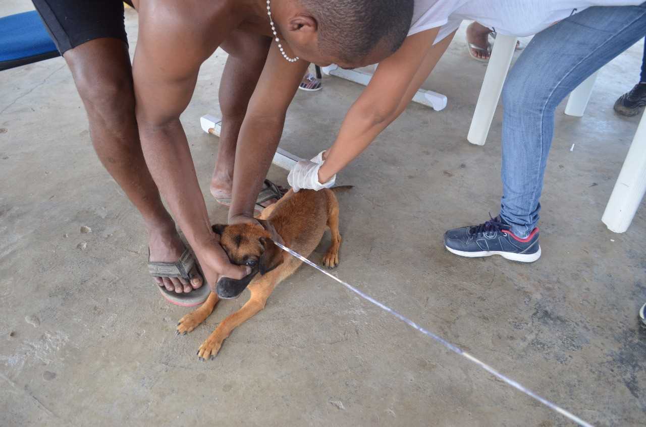 Vacinação